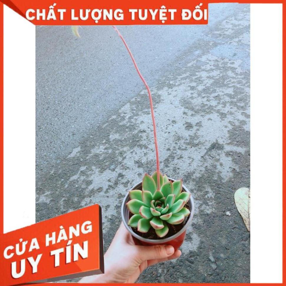 Chậu Sen Đá Viền Đỏ Nhiều Người Mua