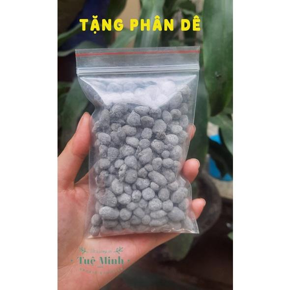 100 CÁI RỌ ĐỰNG PHÂN TAN CHẬM BÓN HOA LAN