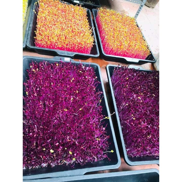 Khay trồng đen rau mầm tiện dụng loại to đẹp
