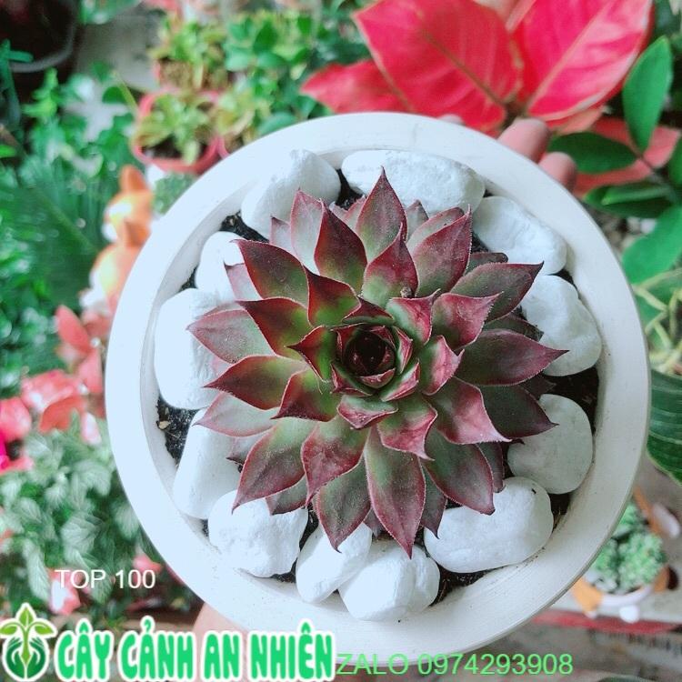 Chậu Sen Đá Phật Bà Đỏ