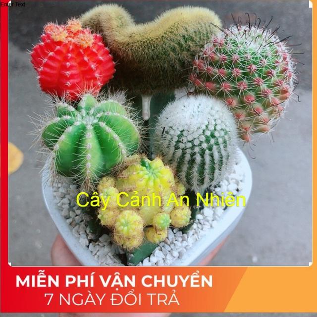 Chậu Xương Rồng Tiểu Cảnh