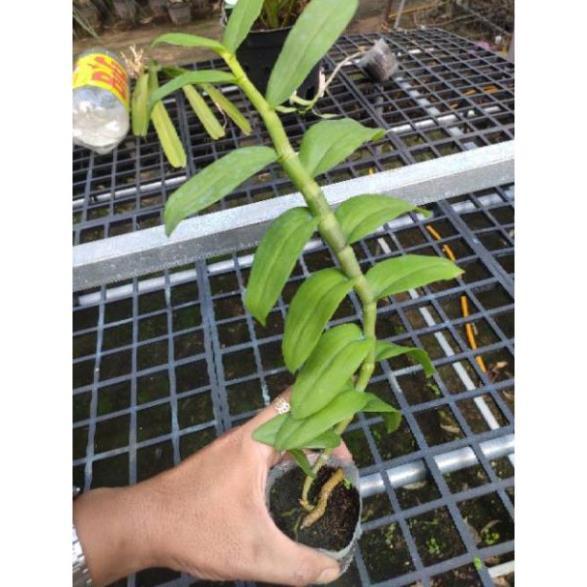 Sản Phẩm Hoa lan Giả Hạc Hồng Long