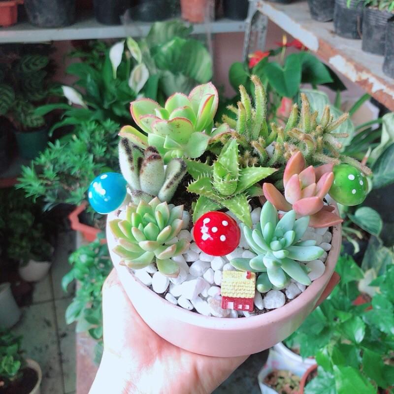 Chậu Sen Đá Tiểu Cảnh