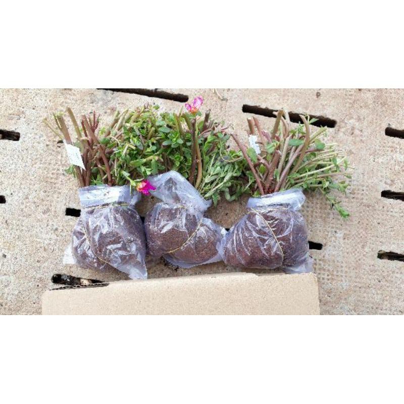 Combo 3 bó Hoa 10h Sam thái đủ 3 màu riêng biệt, giá #69k, 40 cây/bó