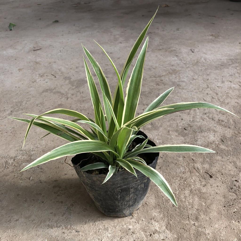 Cây cỏ lan chi , chiều cao 10-12cm lá thuôn dài cực đẹp, thích hợp trang trí nội thất