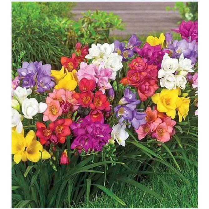 Combo 5 củ giống hoa lan nam phi mix màukèm 5 viên nén xơ dừa ươm củ