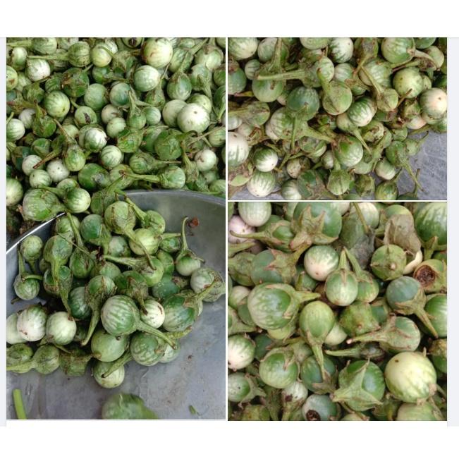 Hạt giống cà đắng đồng bào Bana Tây Nguyên