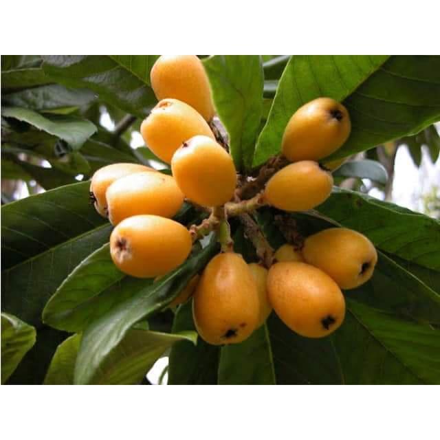CÂY GIỐNG BIWA GIỐNG MỚI