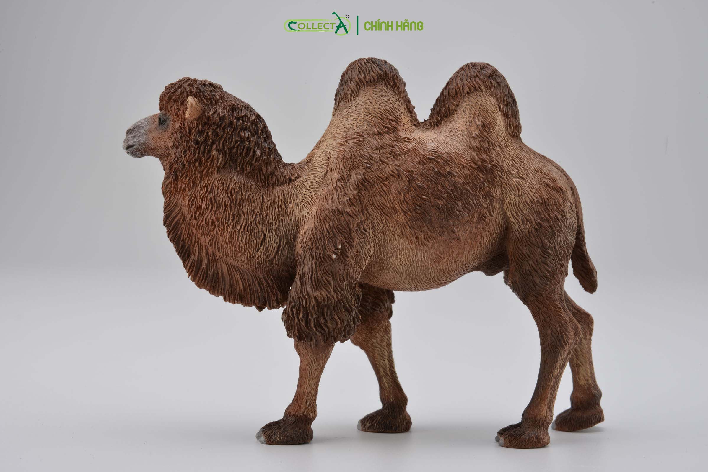 Mô hình thu nhỏ: Lạc Đà - Bactrian Camel, hiệu: CollectA, mã HS 9651180[88807] -  Chất liệu an toàn cho trẻ - Hàng chính hãng