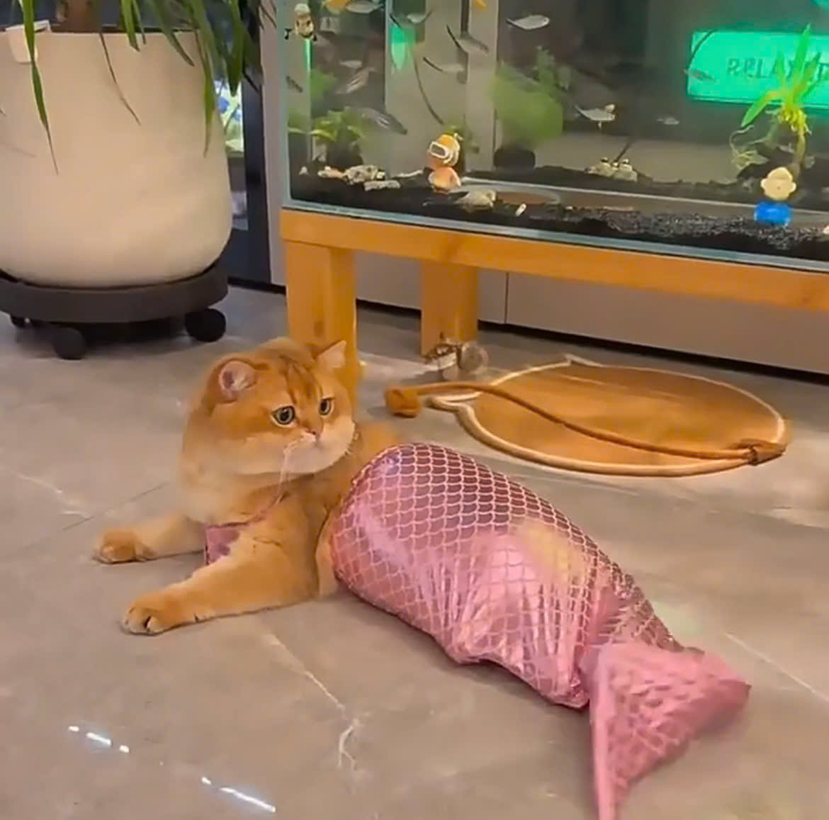 VÁY NÀNG TIÊN CÁ TỪ 2.5-6KG DÀNH CHO CHÓ MÈO