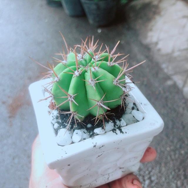 Chậu Xương Rồng Khế