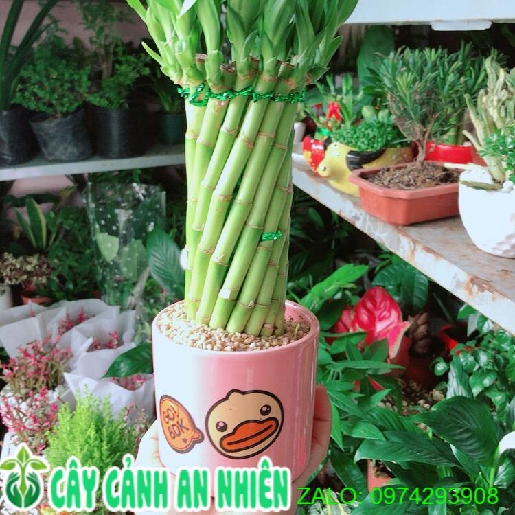 Chậu Cây Trúc Phát Tài