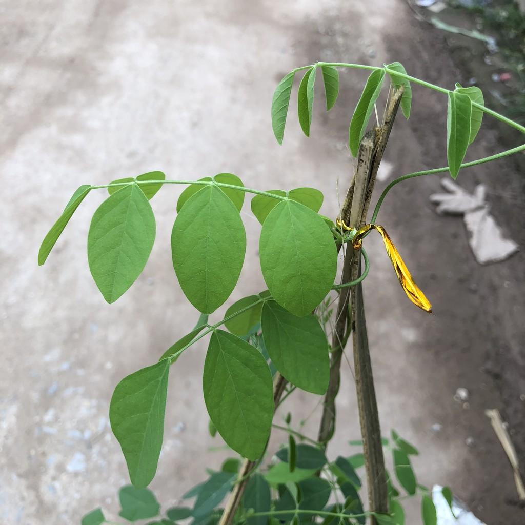 Cây đậu biếc size to trồng chậu E200, ngọn
leo 40-45cm hoa nở rộ thân leo mạnh phủ giàn tốt sức sống mãnh liệt