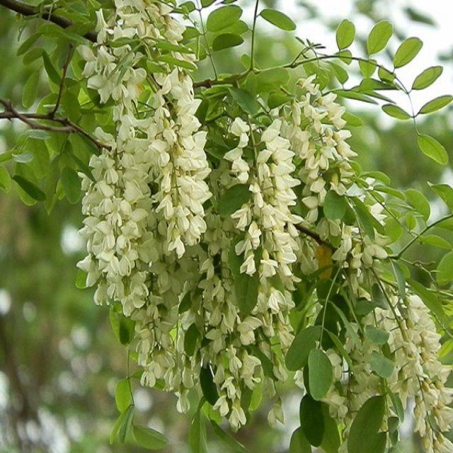 CÂY HOA HÒE nếp -cây giống nhỏ
