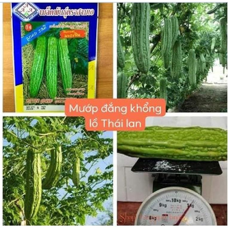 Hạt giống khổ qua khổng lồ (mướp đắng) Thái Lan - gói 5 hạt