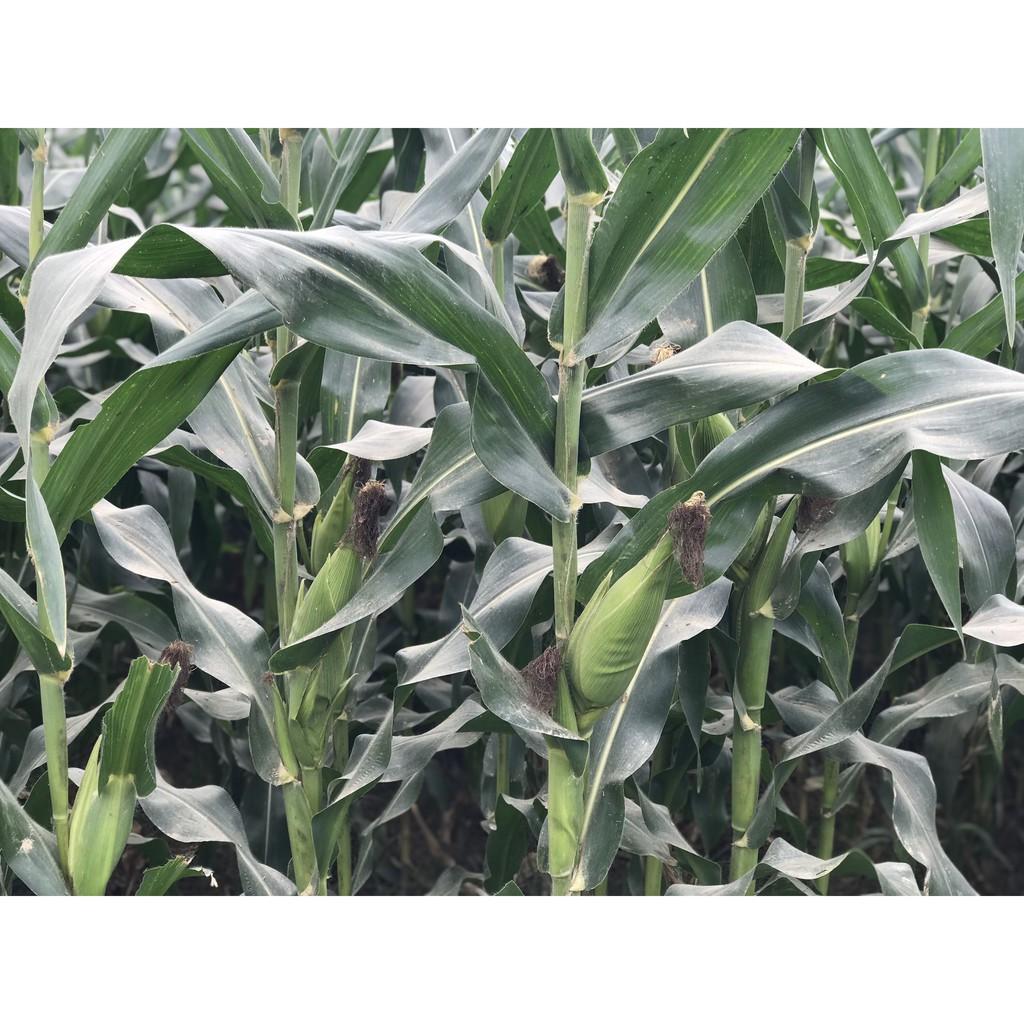 Hạt giống ngô lai F1 MK399 1kg