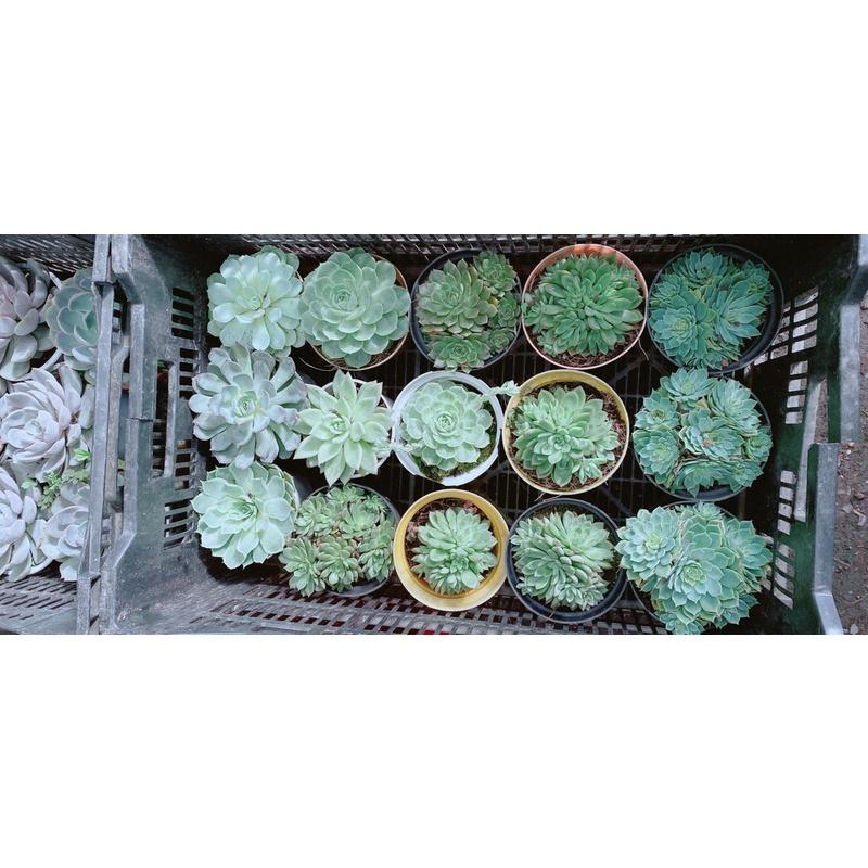 Sen Đá Size Lớn 60k/cây