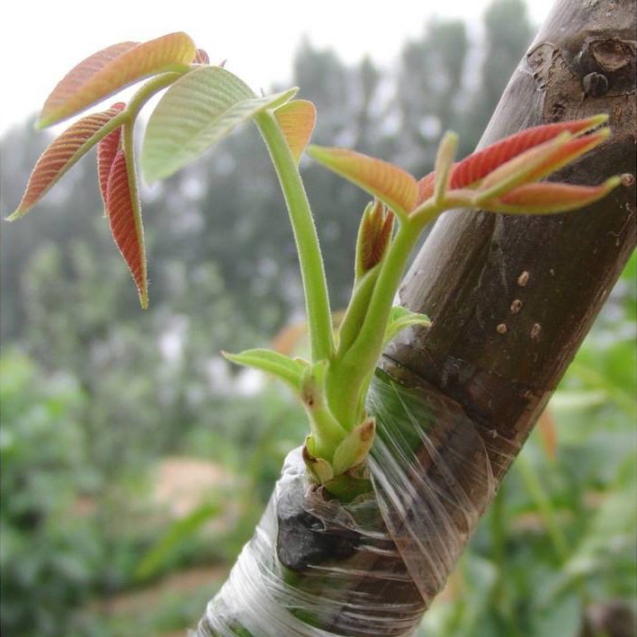 Băng ghép cây cuộn xanh 9cm