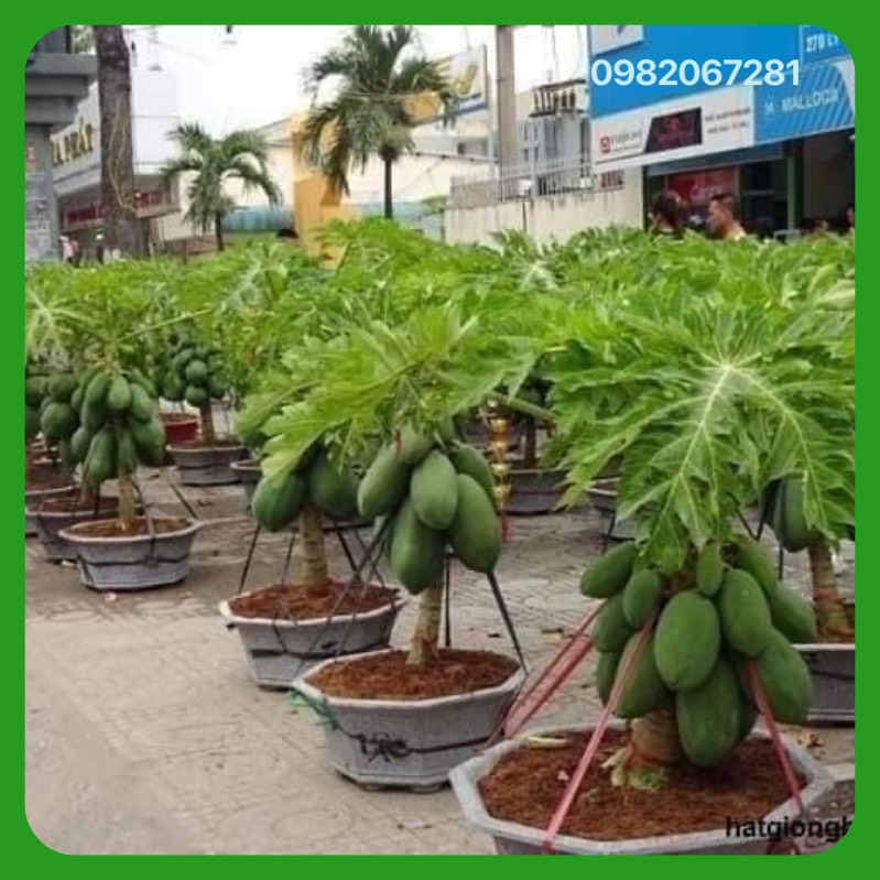 Cây Giống Đu Đủ Lùn Cao SảPhukeqket Thái Lan Siêu Ngọt