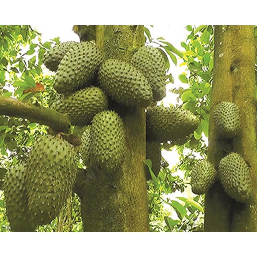 CÂY GIỐNG MÃNG CẦU XIÊM THÁI LAN KHÔNG HẠT