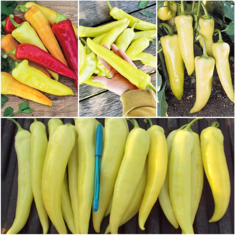 Hạt giống ớt chuối Banana Melodi