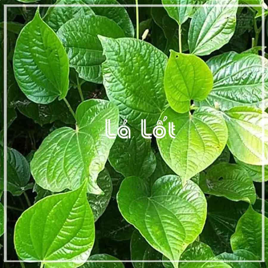Cây Lá Lốt khô đóng gói 1kg