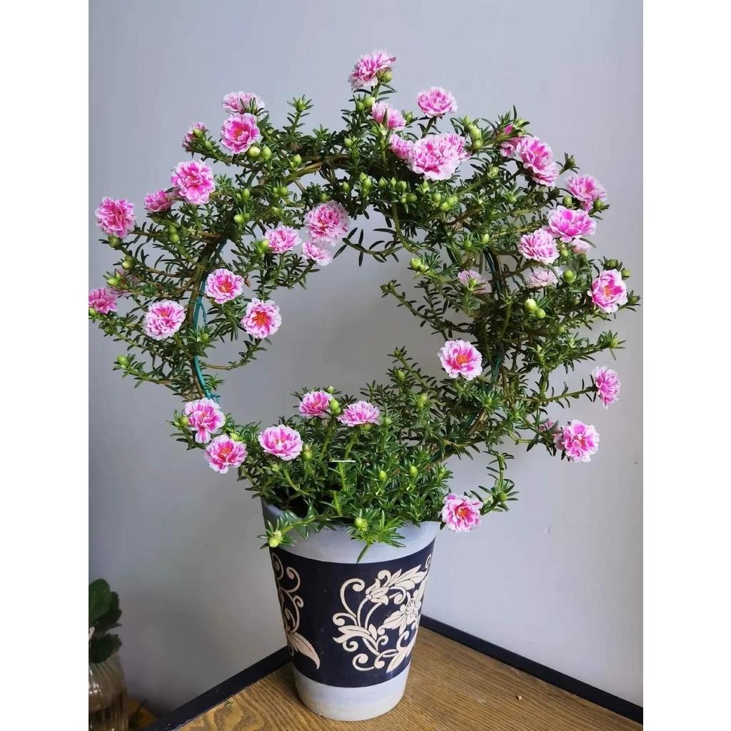 1 Ký Cành Giống Hoa Mười Giờ SONG HỶ Thái Kép Cành Tơ Siêu Khỏe Ra Rễ Sau 3 Ngày Hoa Mười Giờ Bonsai & Phụ Kiện