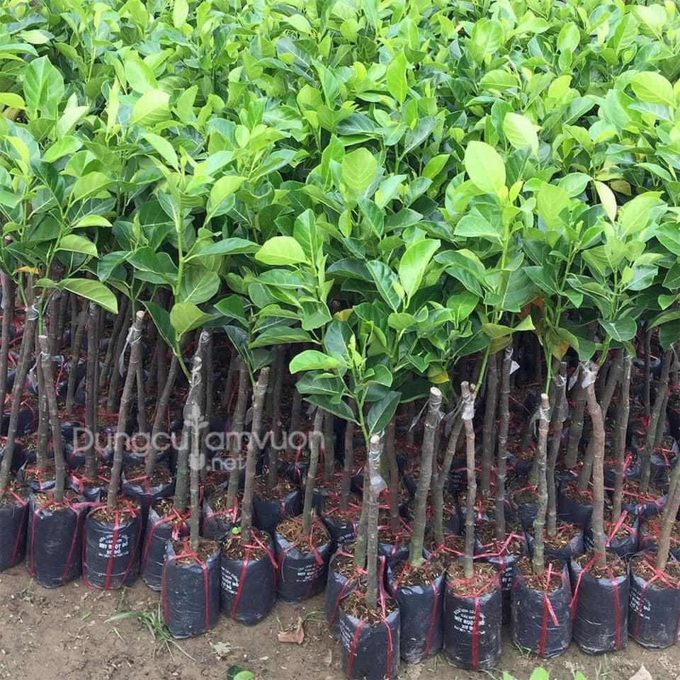 Cây giống Mít Ấn Độ Quả Nhỏ Siêu Ngọt