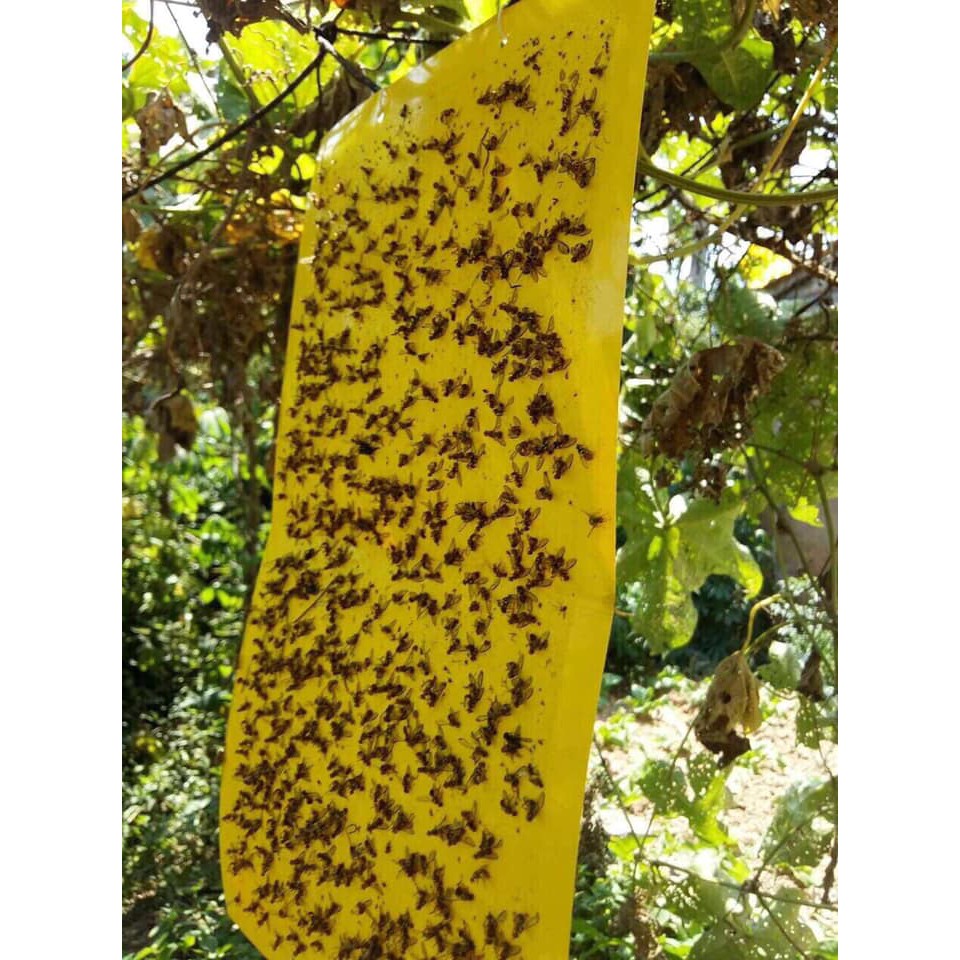 Miếng dẫy dính ruồi vàng và các loại côn trùng khác gây hại cho cây cảnh