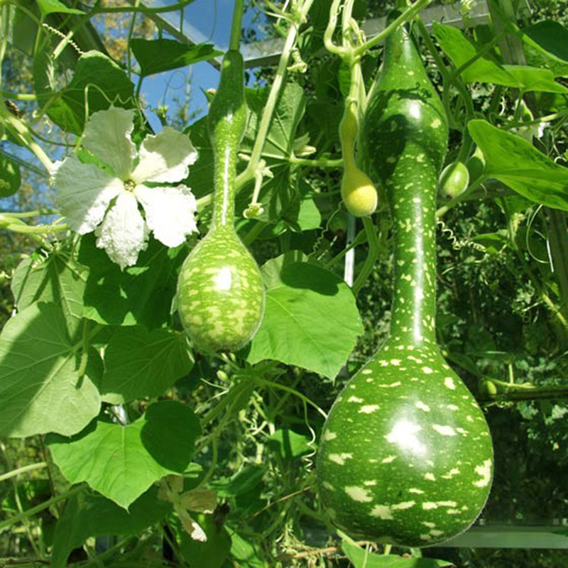 Hạt Giống bầu thiên nga 69