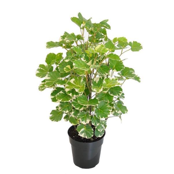 Đinh lăng lá tròn cẩm thạch, đinh lăng đồng tiền - cây giống