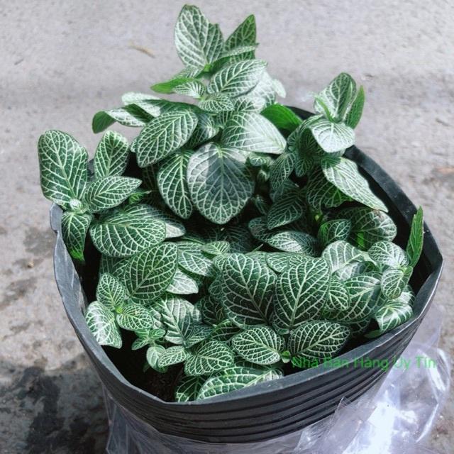 Cây Cẩm Nhung