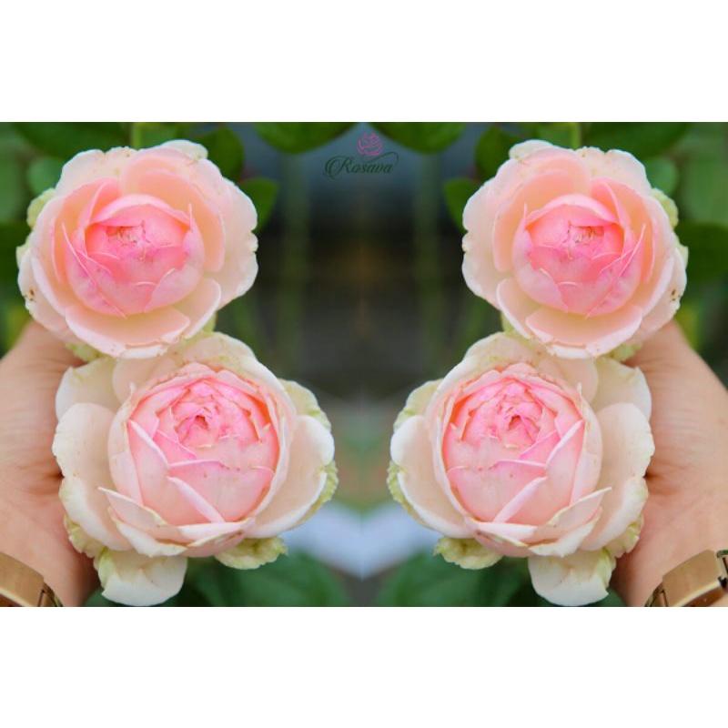 Hoa hồng M-Nostalgic Romance nguyên bản nhập ngoại