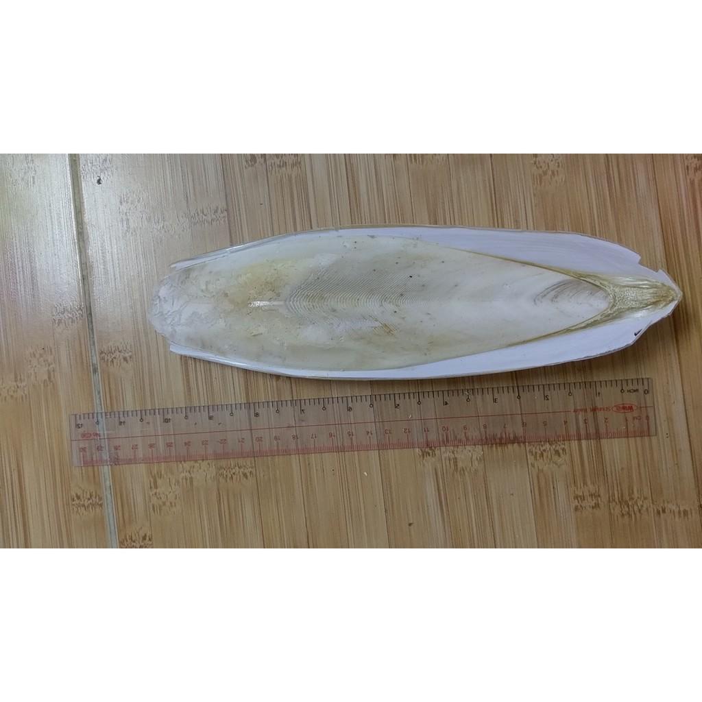 NAN MỰCTO 20-25 CM (1 MIẾNG)