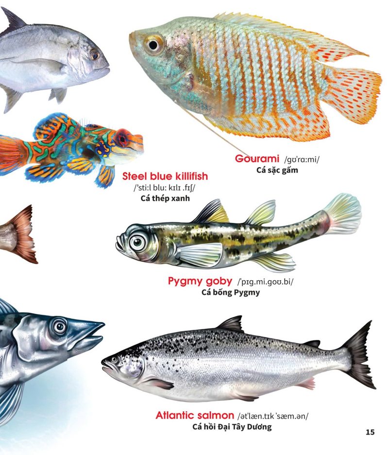 Sách - My First Book Of Animals - Động vật dưới nước (VT)