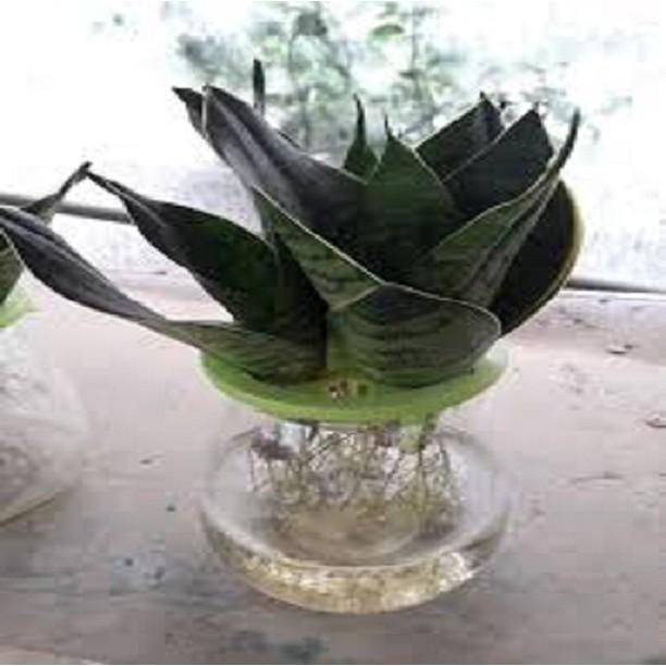 CÂY LƯỠI HỔ LÙN HÀNG THÁI, CÂY PHONG THỦY ĐỂ BÀN VƯỢNG KHÍ CHO GIA CHỦ