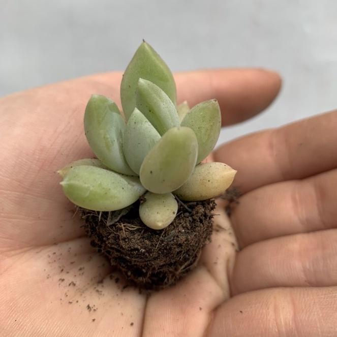 Sen đá mini 4-7cm siêu khỏe đã thuần khí hậu lỗi 1 đổi 1