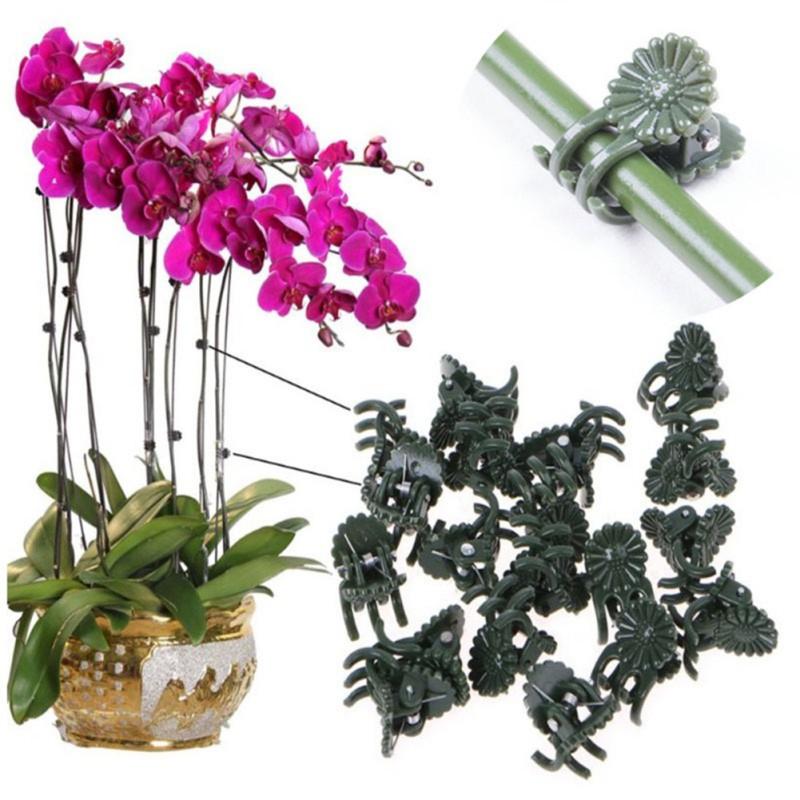 Set 50 Kẹp Nhựa Cố Định Cành Hoa Lan