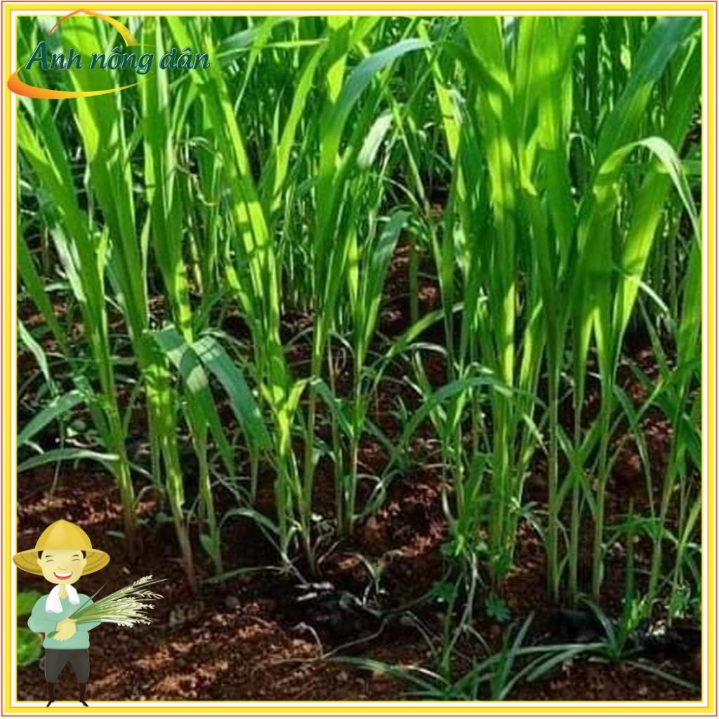 Gói 300g Hạt giống cỏ voi lai siêu năng suất, giàu dinh dưỡng cho chăn nuôi - Anh nông dân chính hiệu
