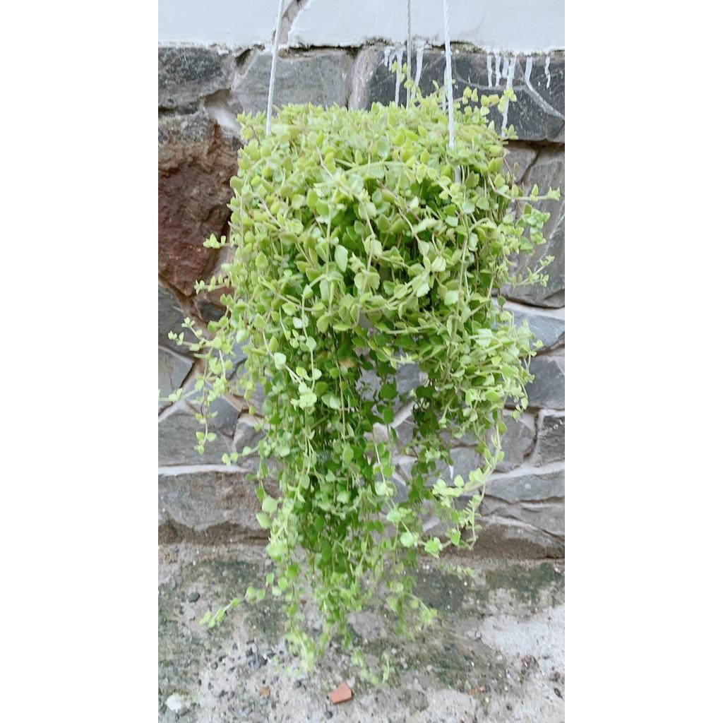 Chậu Thằn Lằn Đá