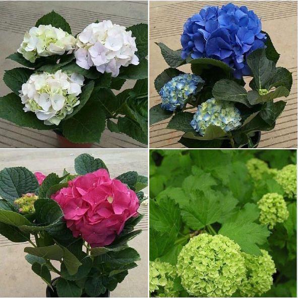 Hạt giống hoa cẩm tú cầu mix màu KNS3619 - Gói 5 hạt