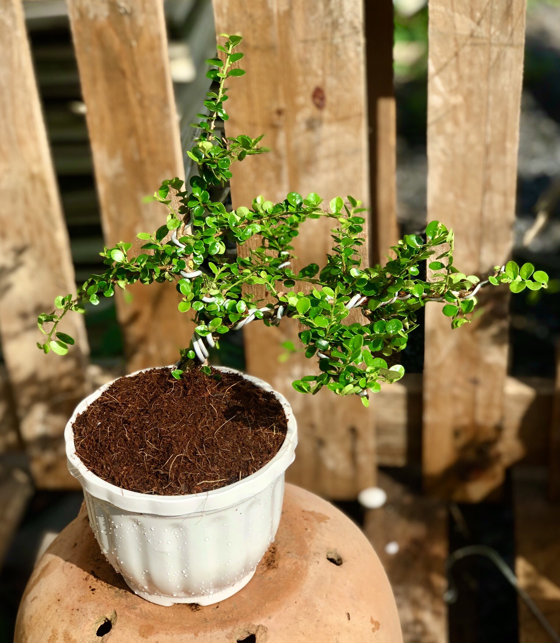 Cây trà Phúc Kiến Bonsai