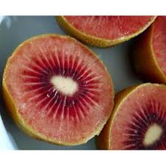 CÂY GIỐNG KIWI LEO GIÀN RUỘT ĐỎ