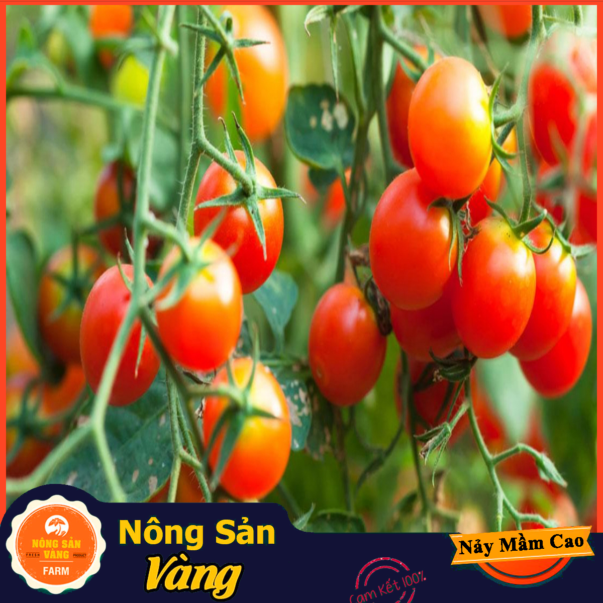 Hạt giống Cà Chua Bi Đỏ Lùn - Nông Sản Vàng