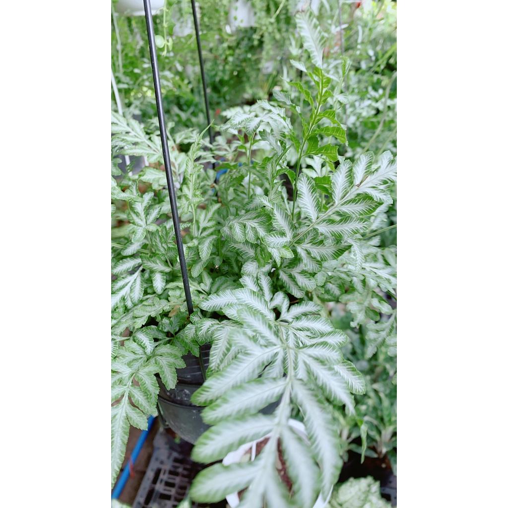 Dương Sỉ Lá Trắng