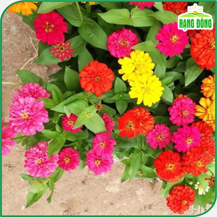 Hạt giống Hoa Cúc Lá Nhám Nhiều Màu Rd 806 (0,1g~20 hạt) trồng thảm hoặc chậu quanh năm - Hạt giống Rạng Đông