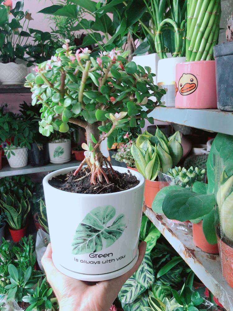Chậu Cây Cành Vàng Lá Ngọc Cổ Thụ