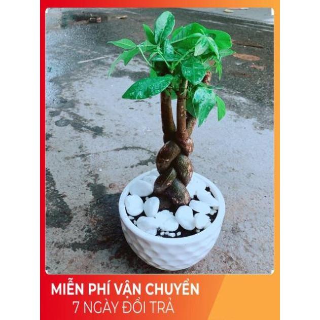 Chậu Kim Ngân Thắt Bính 3 Thân