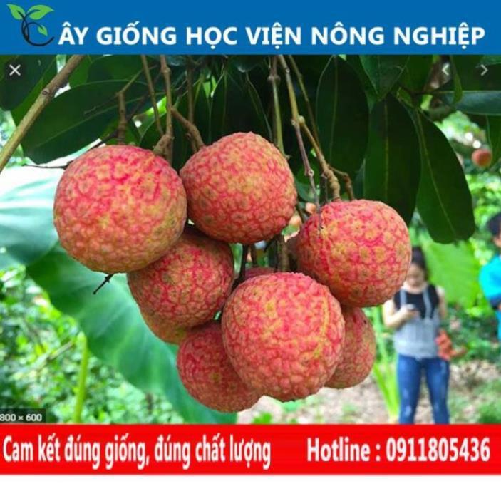 Sản phẩm Cây Ăn Trái cây giống vải u hồng năng xuất cao