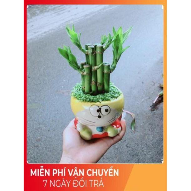 Chậu Trúc Phát Tài